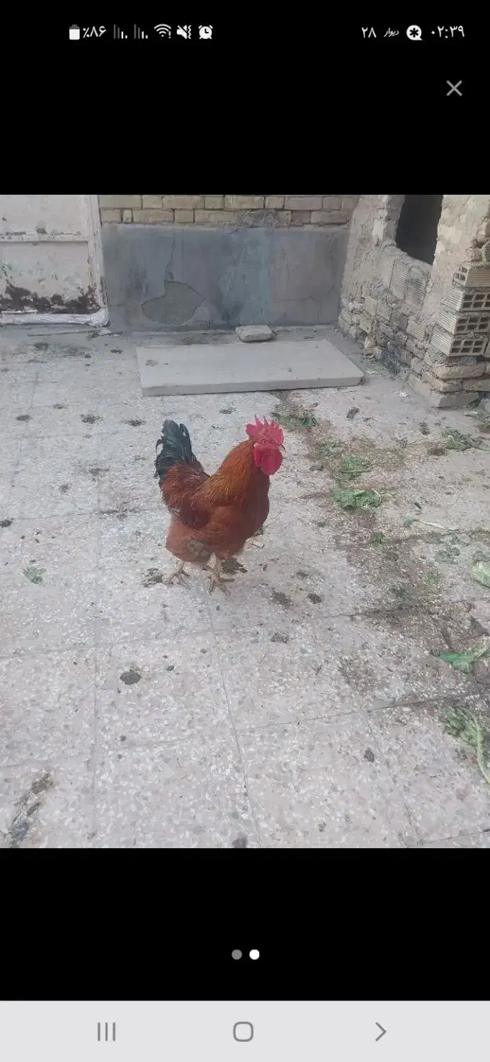 مرغ وخروس عربی|حیوانات مزرعه|اهواز, کوی علوی|دیوار