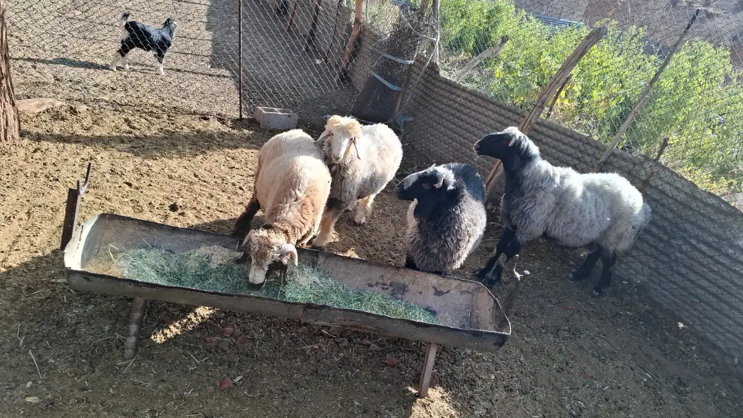 بره نر و قوچ|حیوانات مزرعه|شیراز, محمدیه|دیوار