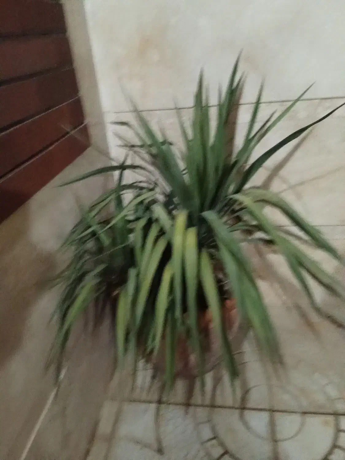 گل طبیعی مناسب حیاط یا ویلا|گل و گیاه طبیعی|اراک, |دیوار