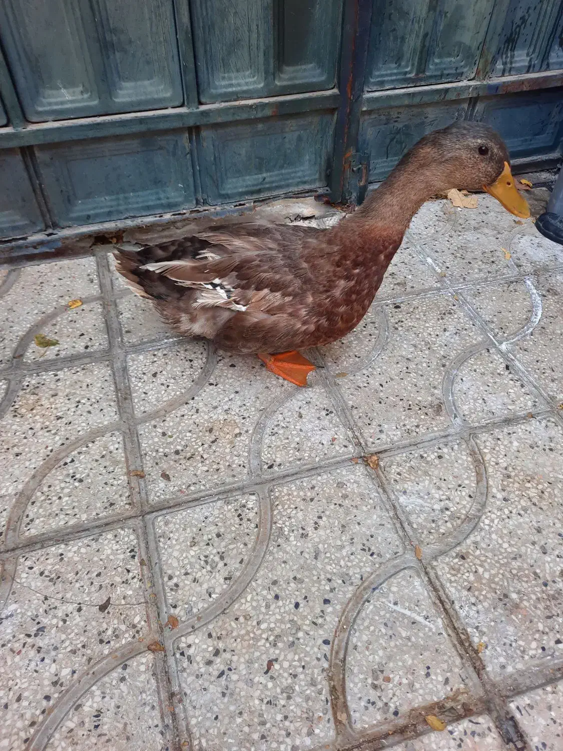 اردک نر|حیوانات مزرعه|شیراز, زرگری|دیوار