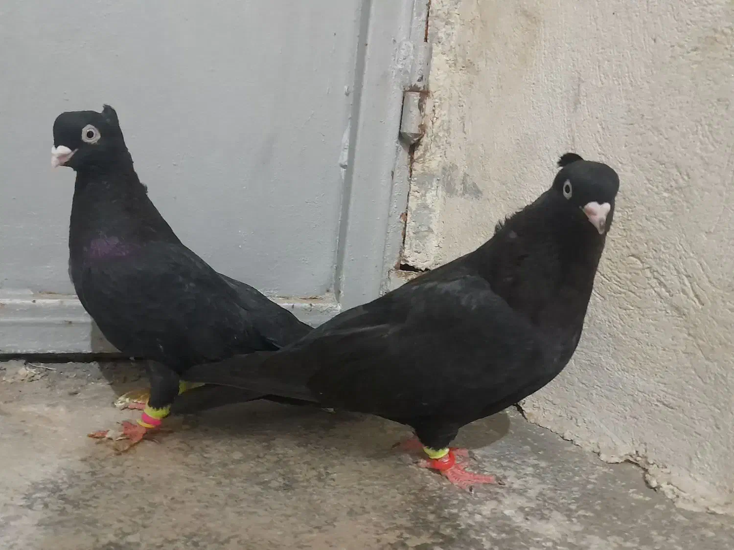 فروش جفت زاغ|پرنده|مهر, |دیوار