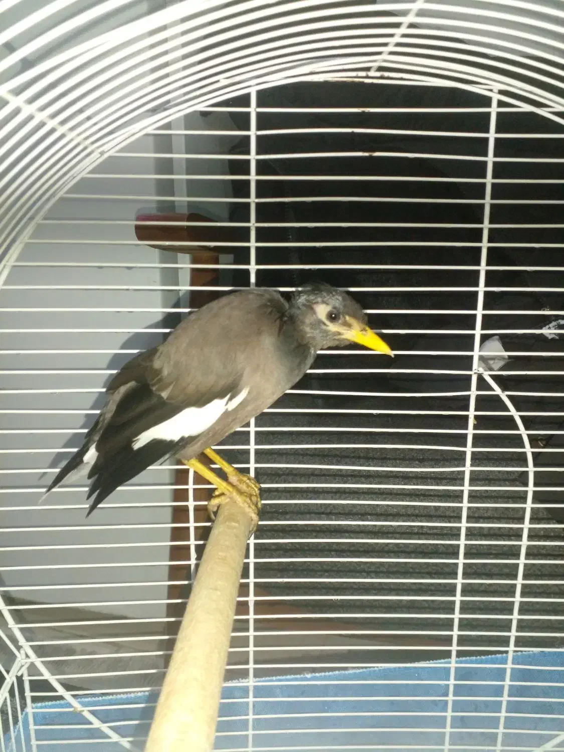 فروش مینا|پرنده|تهران, هاشمی|دیوار