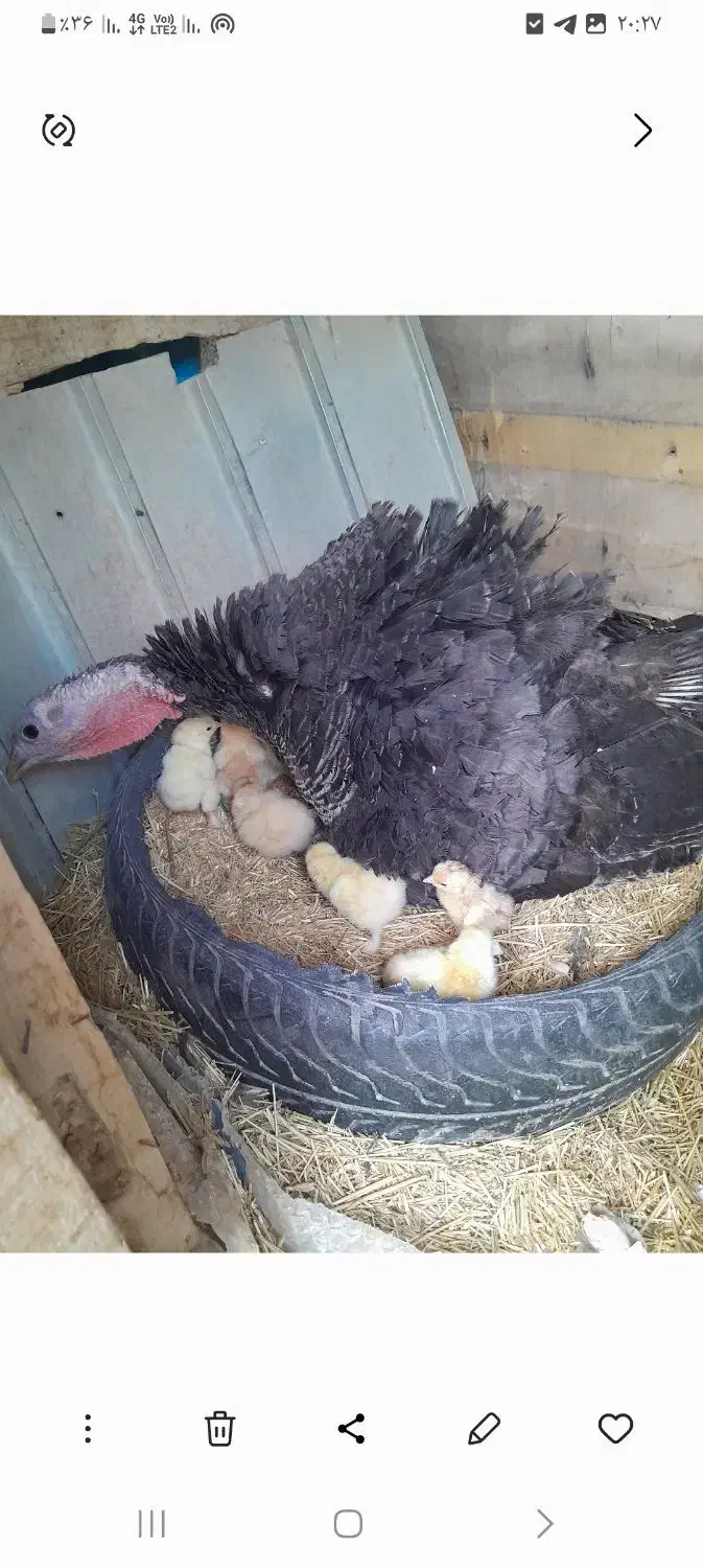 بقلمون محلی اورکانیک|حیوانات مزرعه|رزن, |دیوار