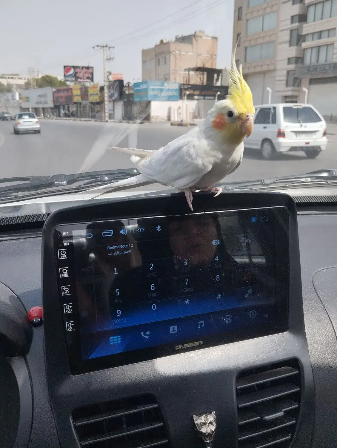 عروس هلندی لوتینو سخنگو|پرنده|مشهد, چهارچشمه|دیوار