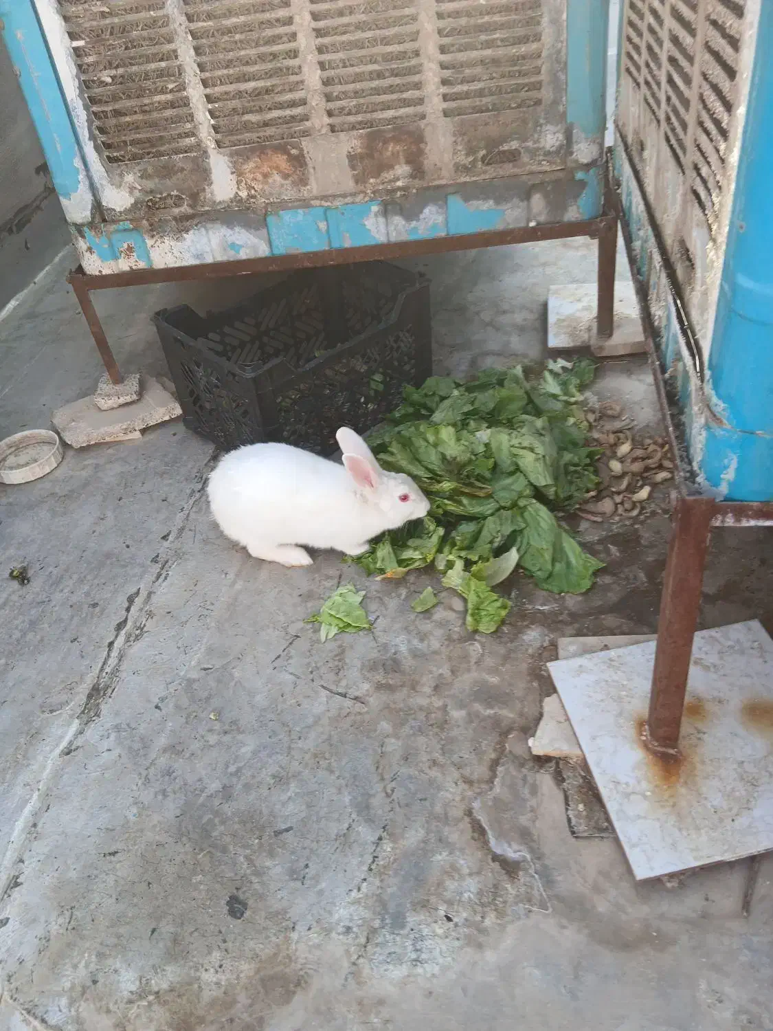 خرگوش سفید چشم تیله ای|موش و خرگوش|شاهین‌شهر, برخوار غرب|دیوار