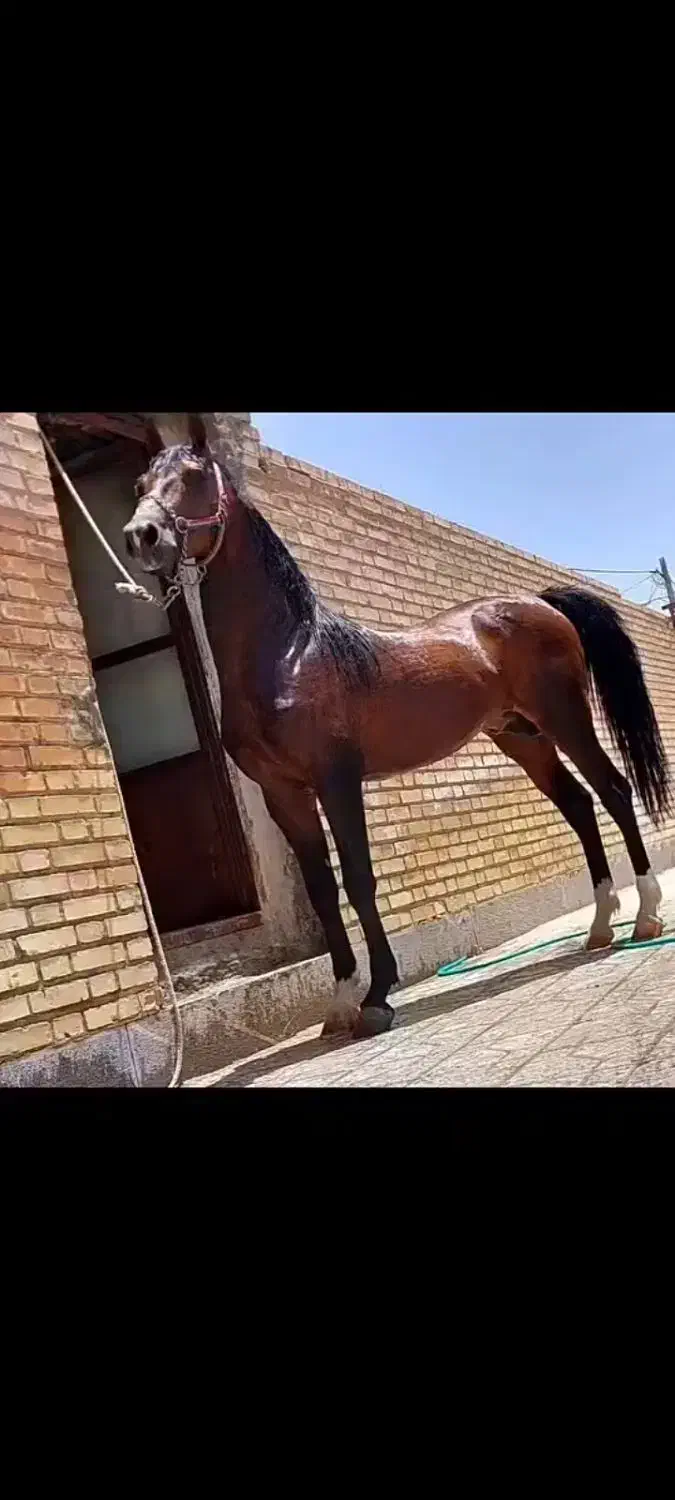 اسب|اسب و تجهیزات اسب‌سواری|بهمن صغاد, |دیوار