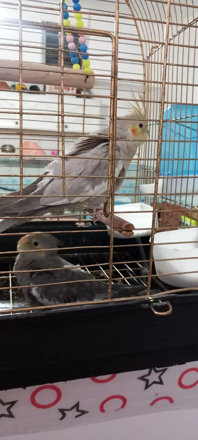 فروش عروس هلندی مولود|پرنده|اسلامشهر, چیچکلو|دیوار