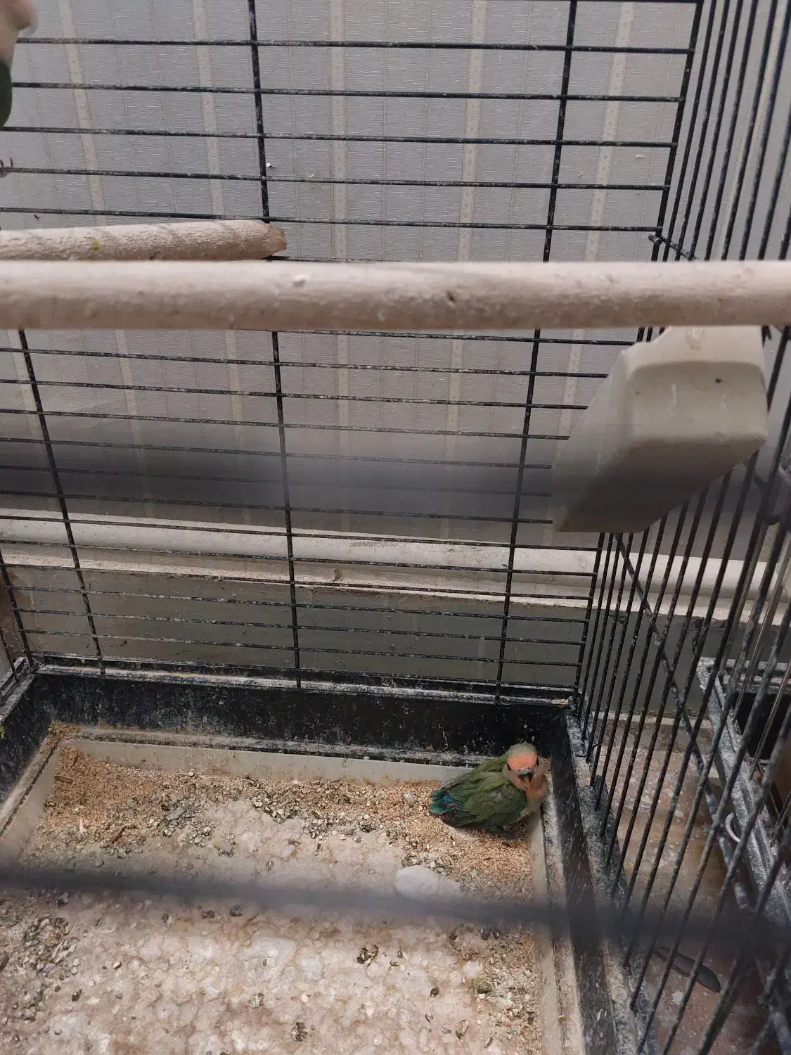 جفت طوطی کوتوله برزیلی مولد با جوجه|پرنده|تهران, مینای جنوبی|دیوار