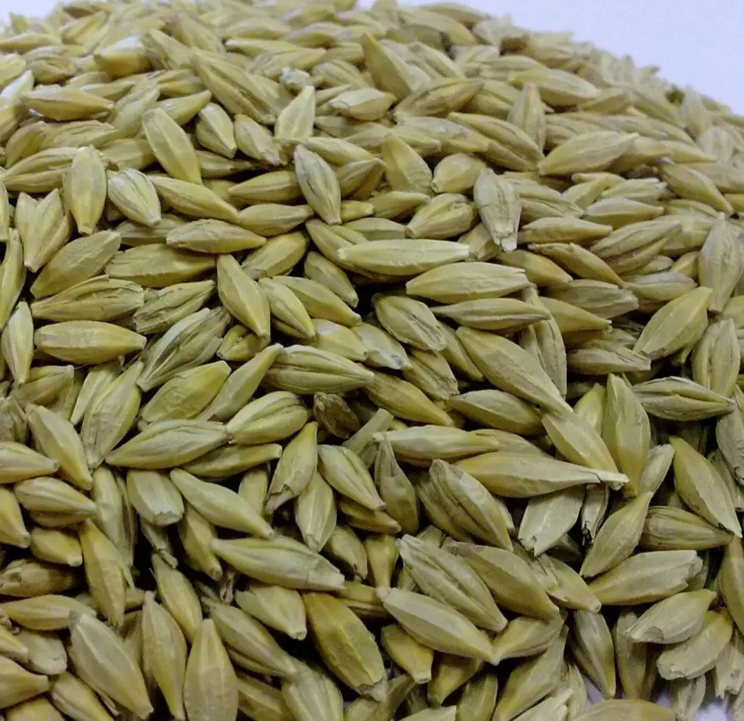 جو دیم|خوردنی و آشامیدنی|یاسوج, |دیوار