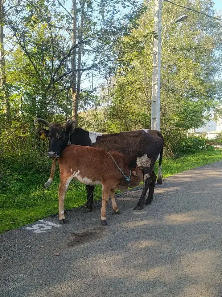 گاو گوساله محلی|حیوانات مزرعه|املش, |دیوار