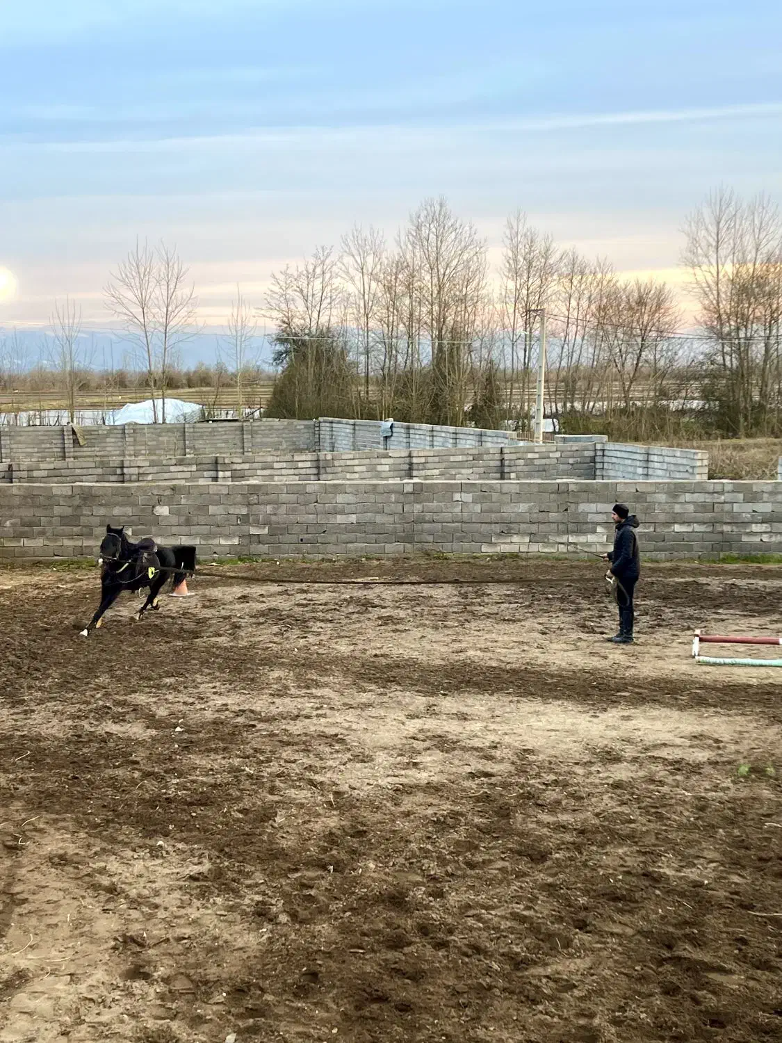 اسب نریون کرد مشکی|اسب و تجهیزات اسبسواری|کیاشهر, |دیوار