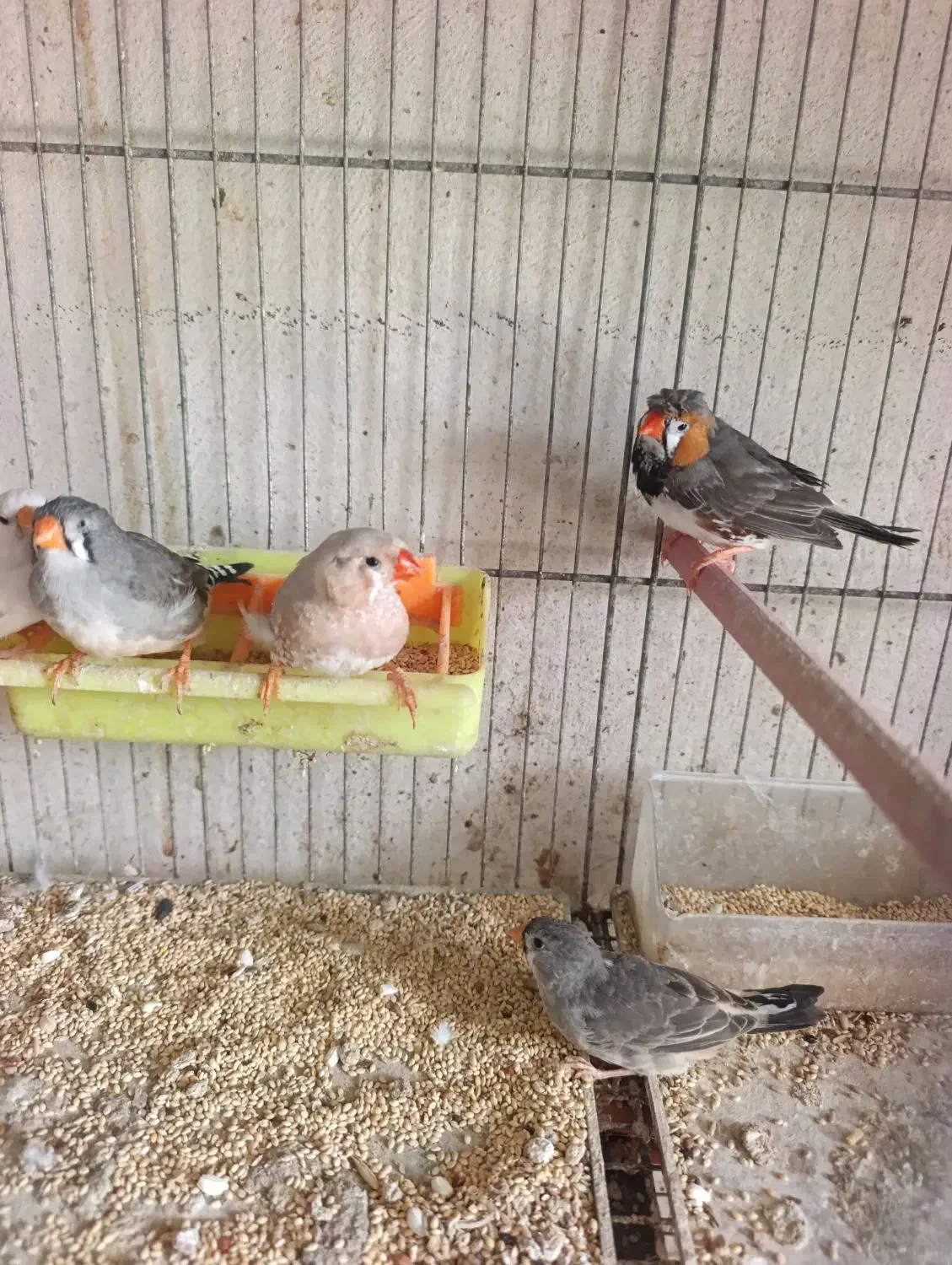 فنچ|پرنده|بندر گناوه, |دیوار