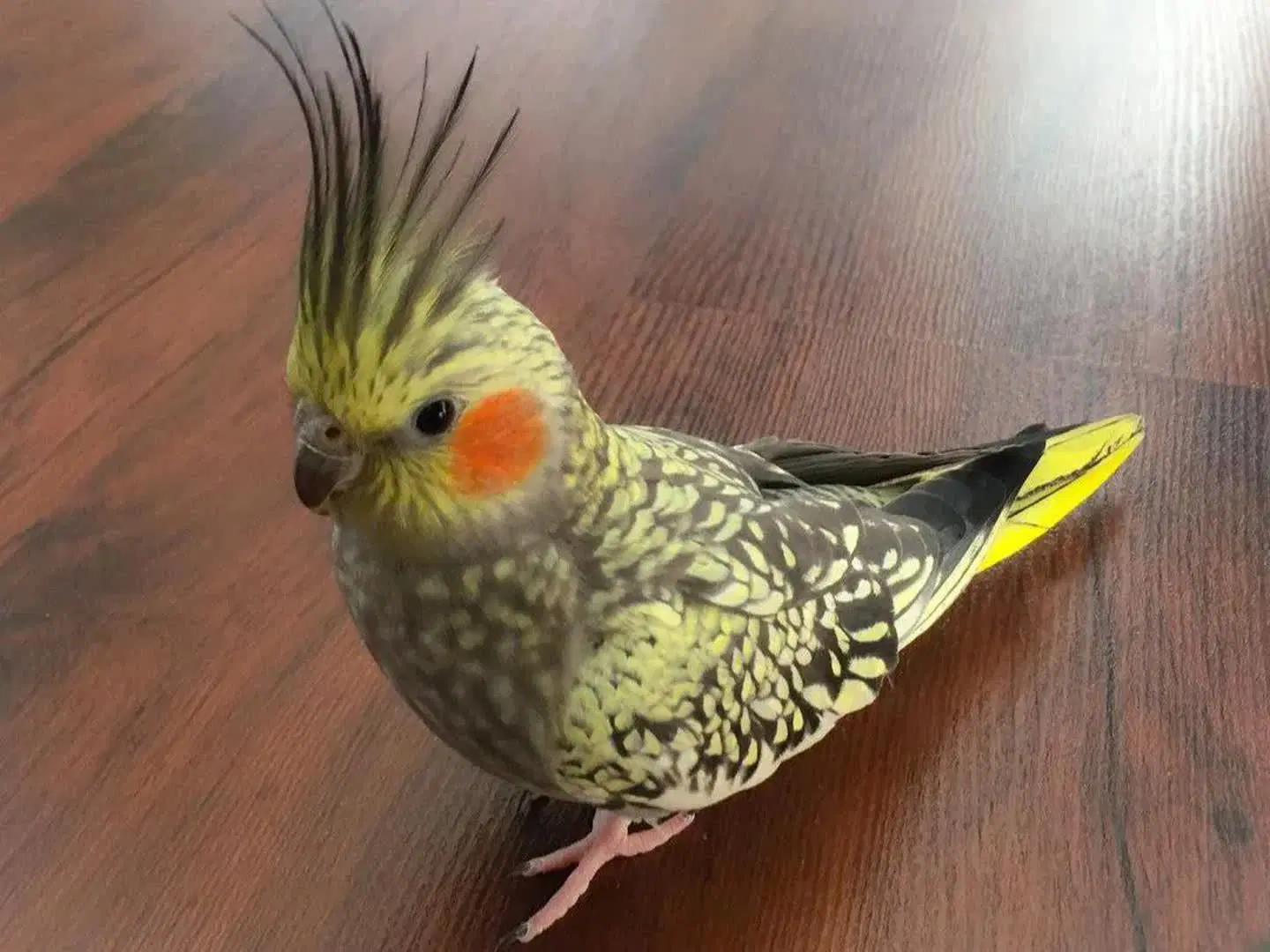 گمشده حوالی محله گرکان