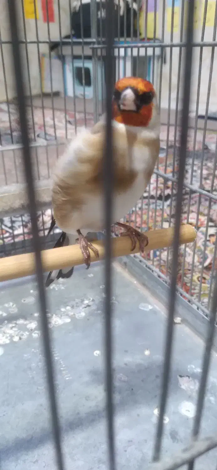 سهره|پرنده|تهران, شهرک شریفی|دیوار