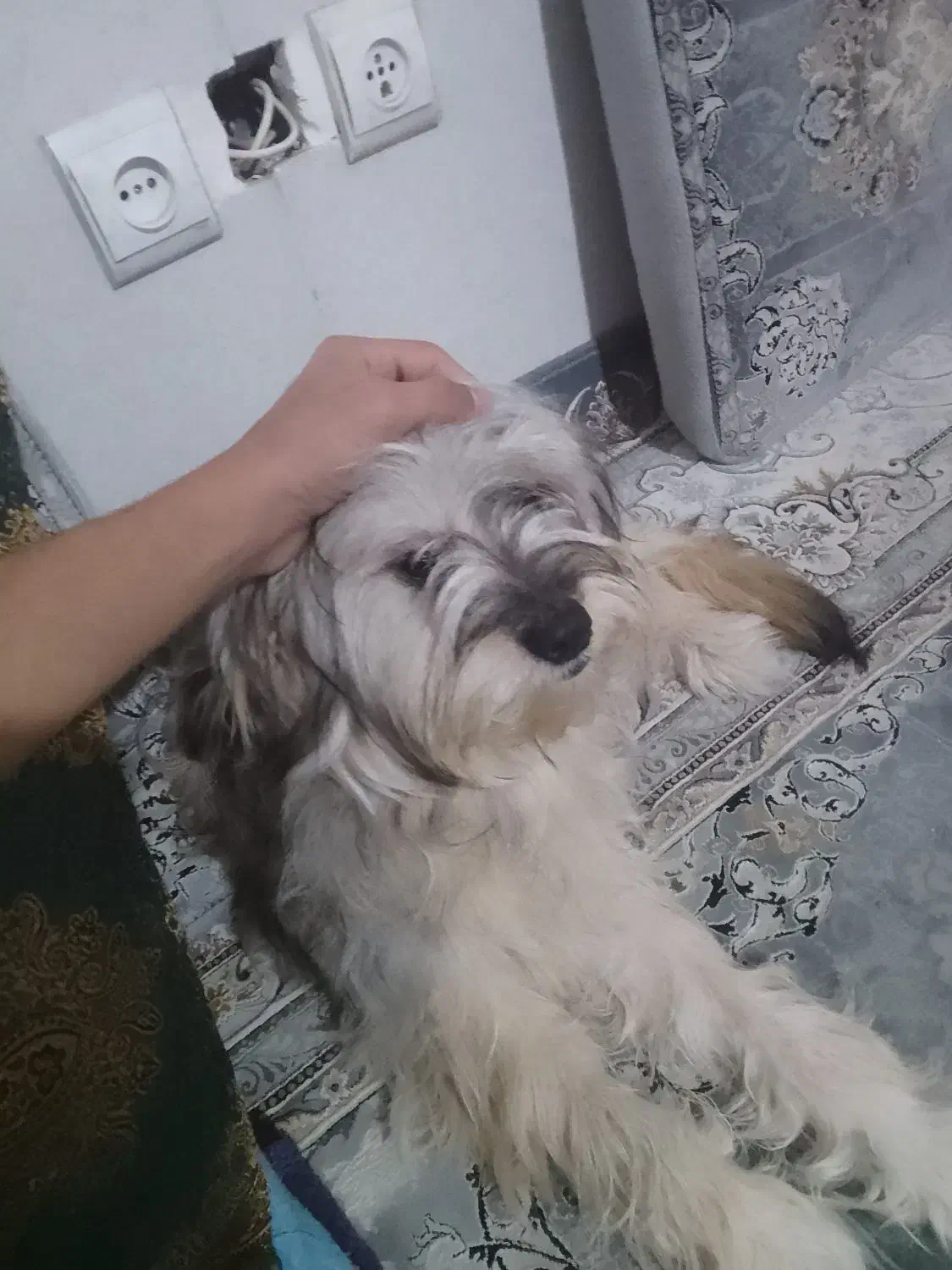 شیتزو نر|سگ|پاکدشت, پاکدشت (مامازند)|دیوار