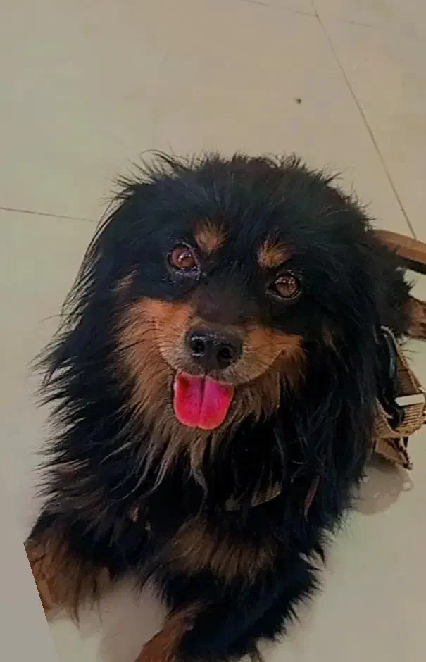 سگ پاکوتاه|سگ|بیرجند, |دیوار