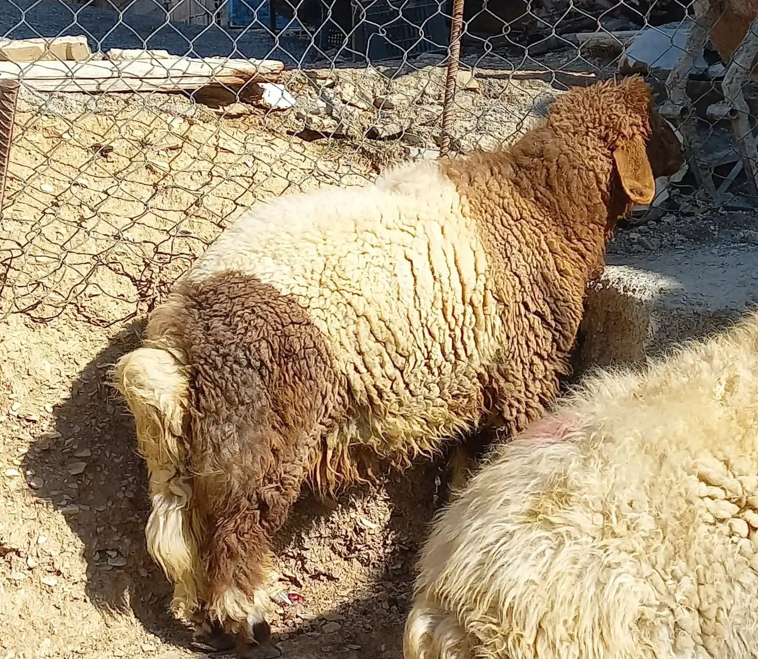 بره|حیوانات مزرعه|ایلام, |دیوار