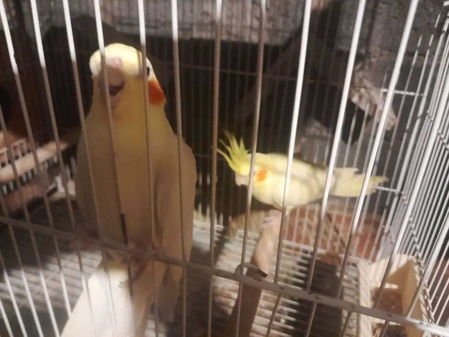 دجفت طوطی عروس لوتینو با جوجه ابلاغ.|پرنده|فریدونکنار, |دیوار