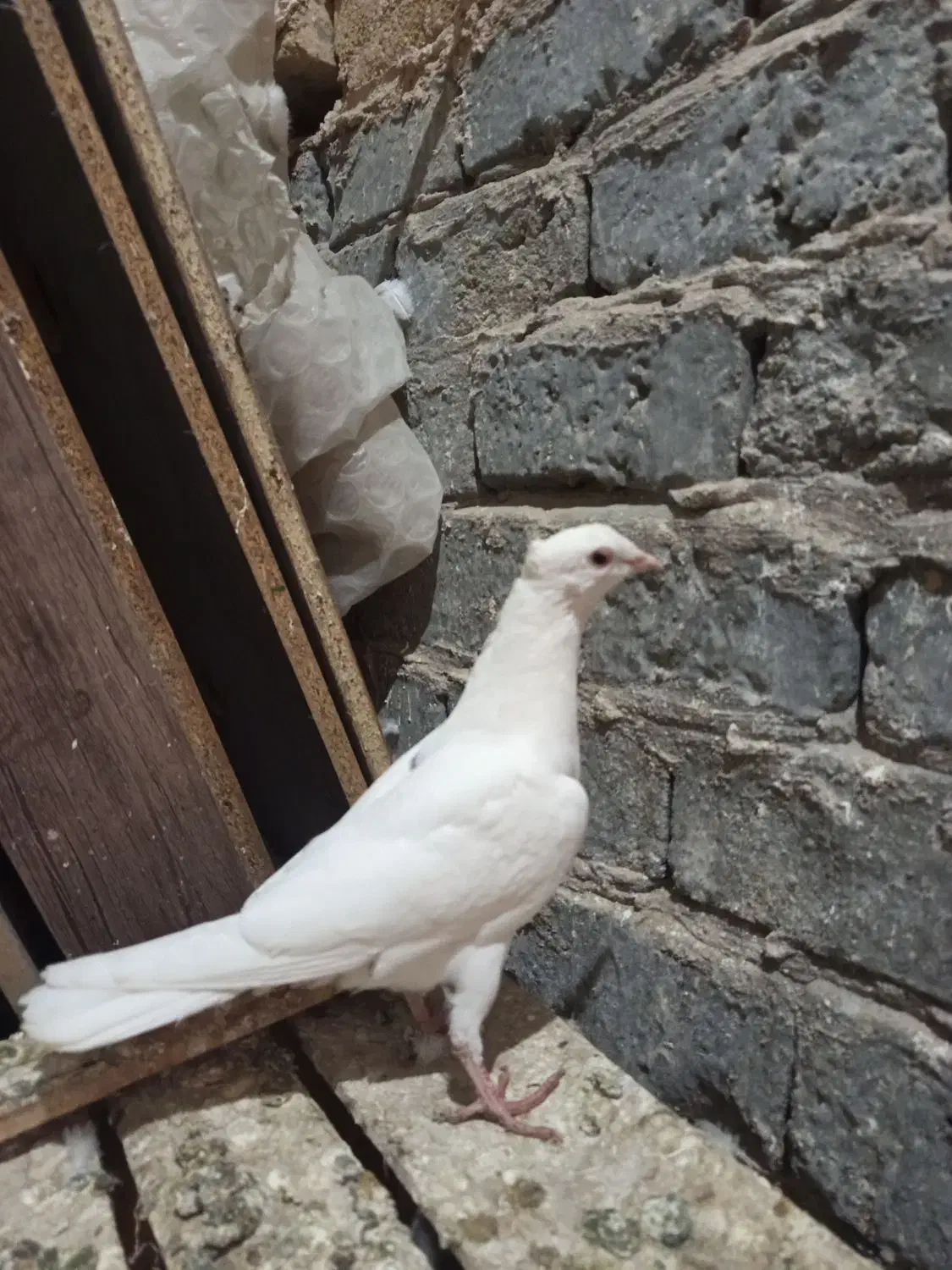 کفتر فروشی|پرنده|تربت‌حیدریه, جانبازان|دیوار