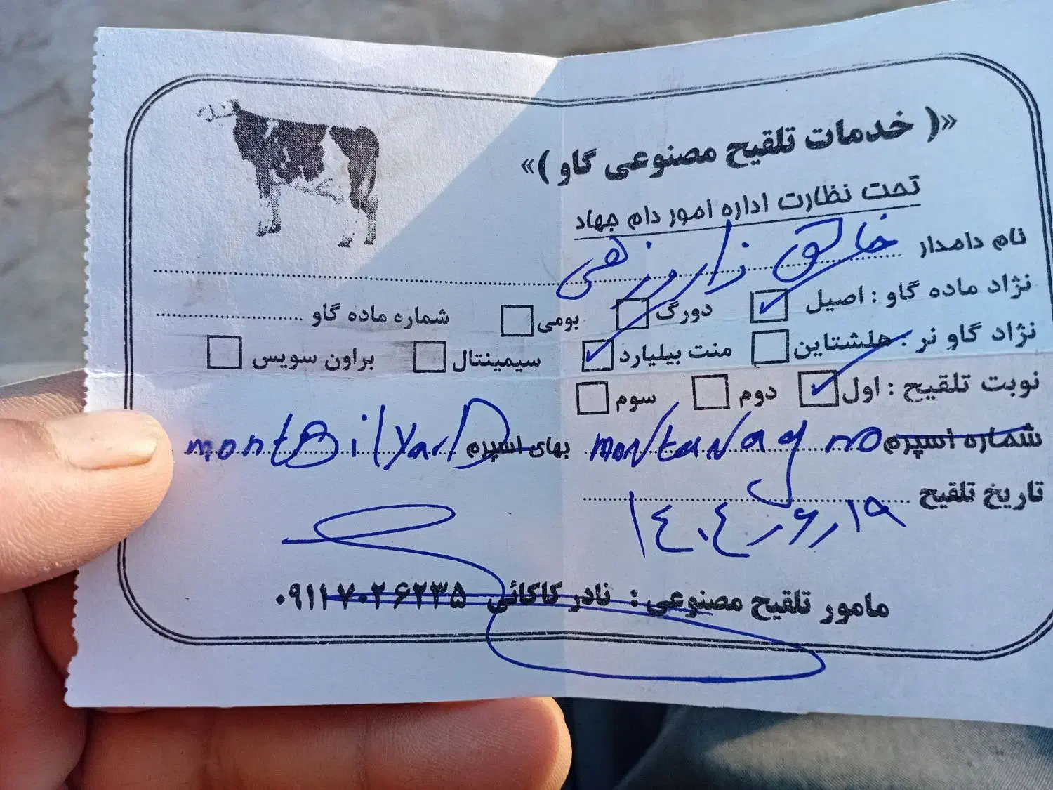 گاو هلشتان شیری|حیوانات مزرعه|آق قلا, |دیوار