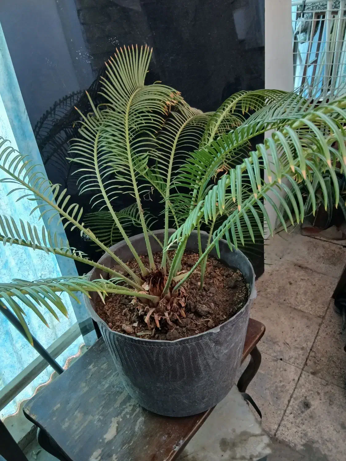 نخل زینتی|گل و گیاه طبیعی|اصفهان, کوی امام|دیوار