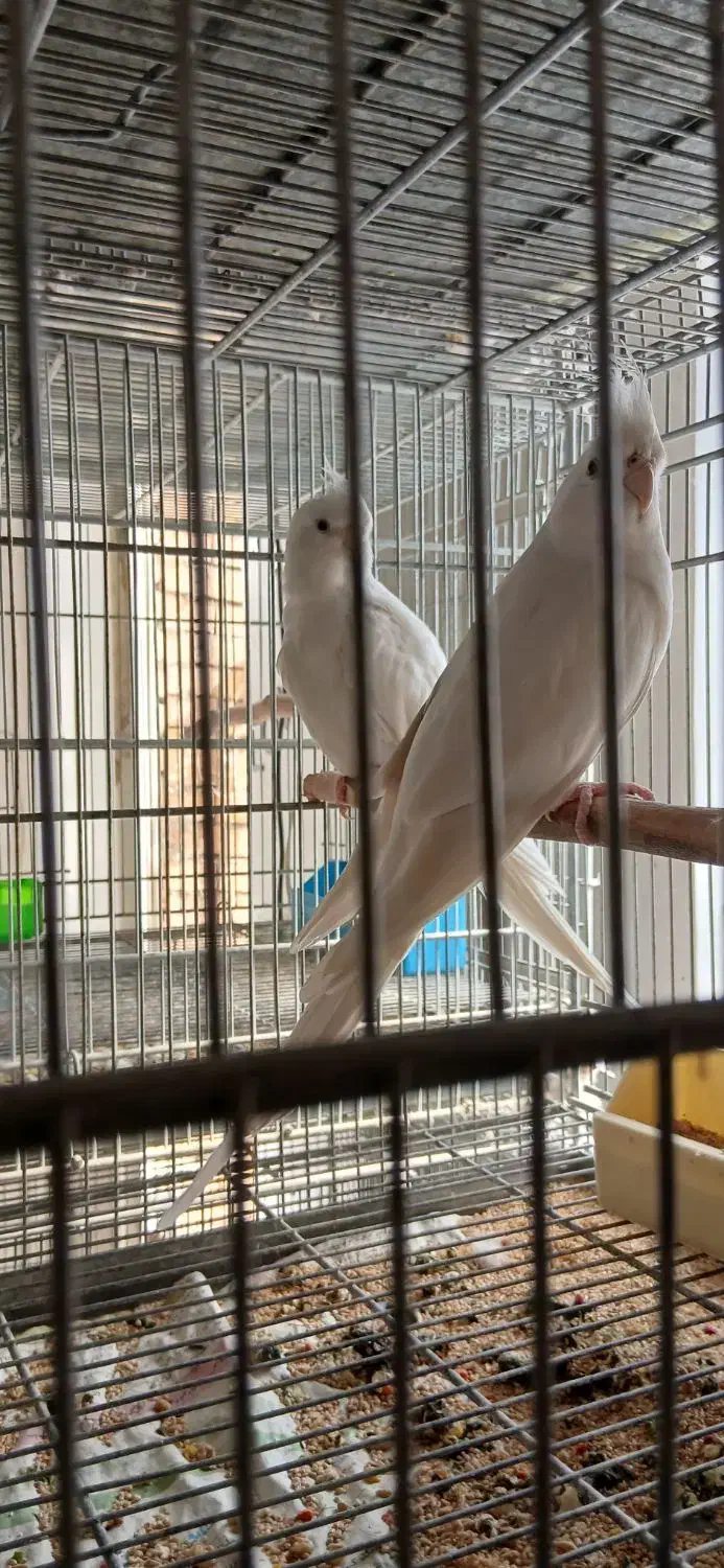 عروس هلندی مولد وجوجه سرلاکی|پرنده|پاکدشت, پاکدشت (مامازند)|دیوار