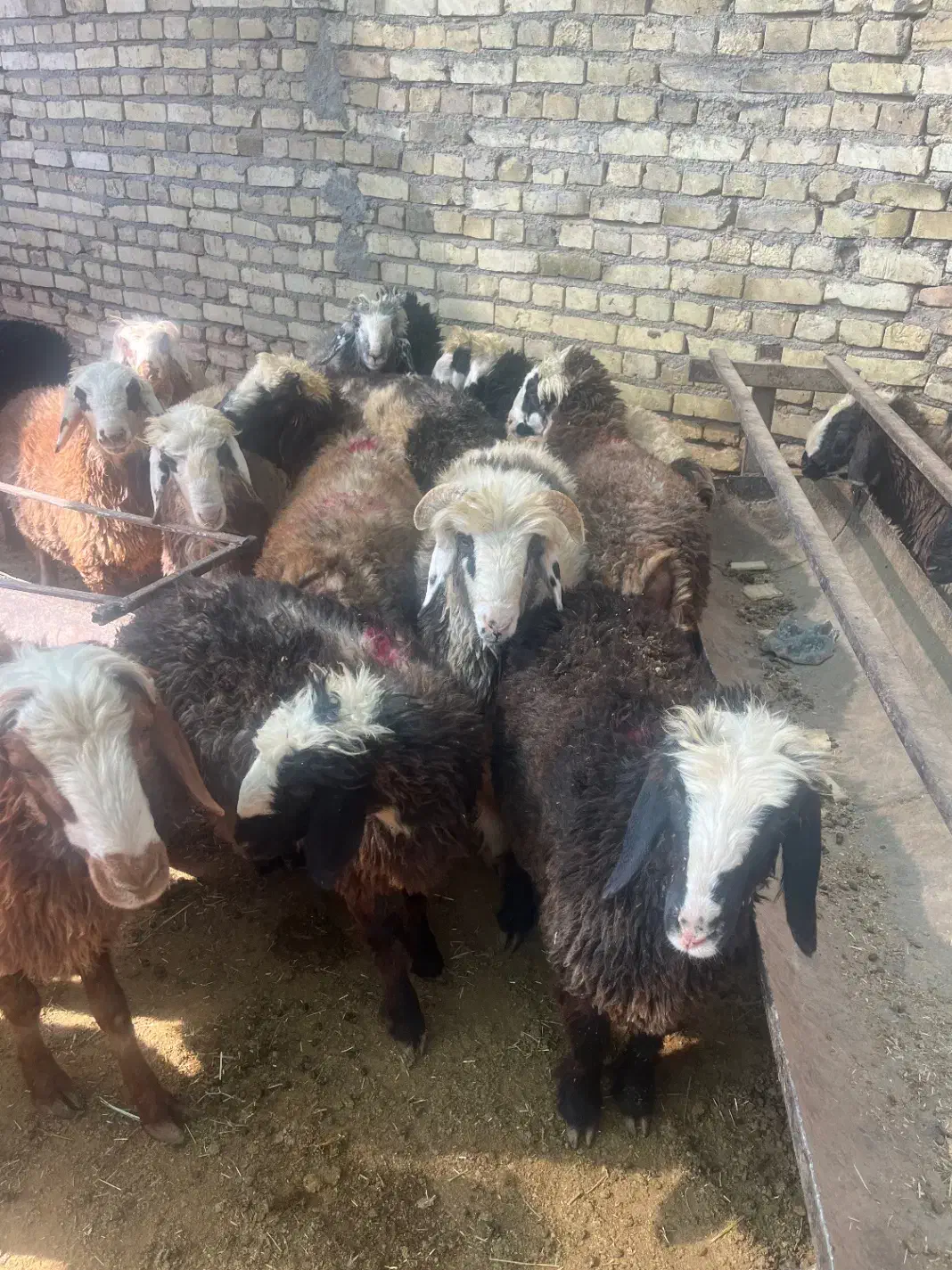 گوسفند زنده410ت|حیوانات مزرعه|یزد, |دیوار