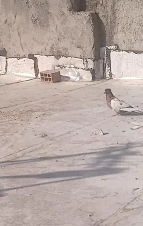 کبور|پرنده|بهارستان, |دیوار