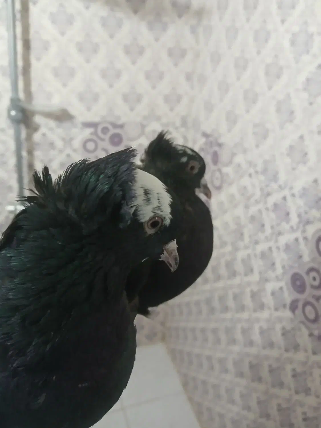 کبوتر|پرنده|خسروشاه, |دیوار