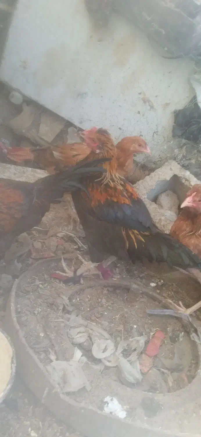 جوجه محلی|حیوانات مزرعه|خمک, |دیوار