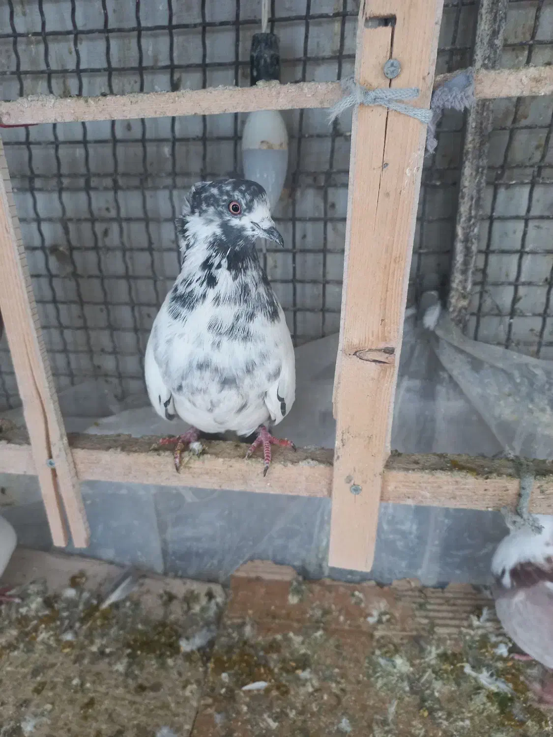 ۵عدد کفتر پرشی|پرنده|اسلام‌شهر, صادقیه|دیوار