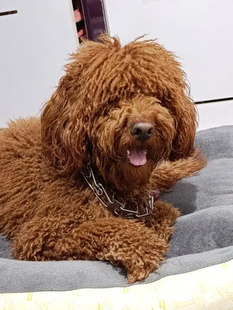 پودل نر اورجینال استاندارد|سگ|شیراز, شهرک مفتح|دیوار