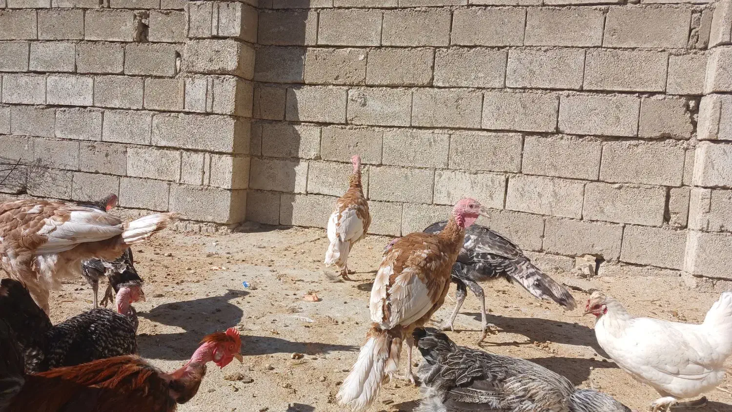 بوقلمون بوربون و برنز سنگین|حیوانات مزرعه|یاسوج, |دیوار