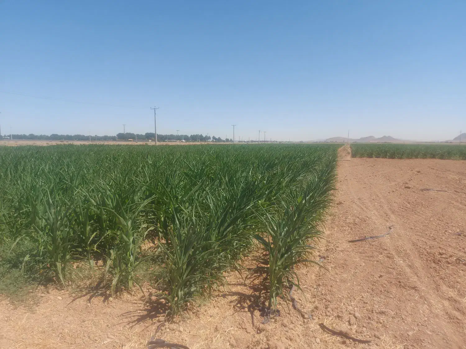 فروش زمین ۸۵ هکتار در فدک|فروش زمین و ملک کلنگی|شاهین‌شهر, فدک|دیوار