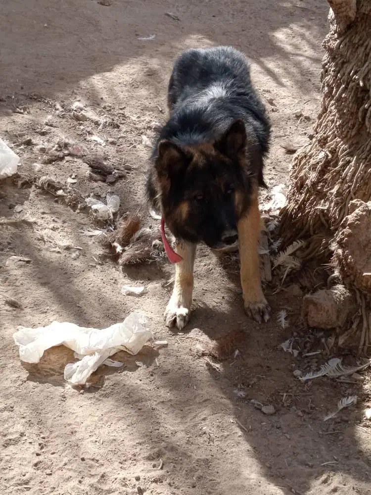 معاوضه|سگ|شیراز, شریف‌آباد|دیوار