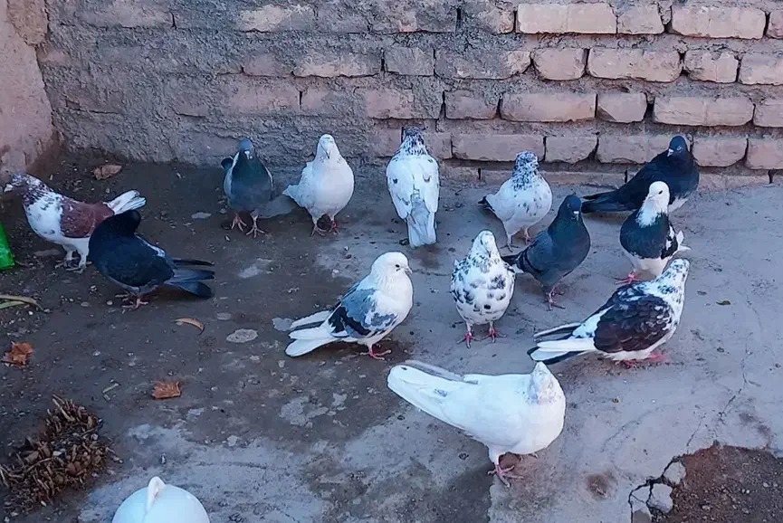 کبوتر|پرنده|بافت, |دیوار