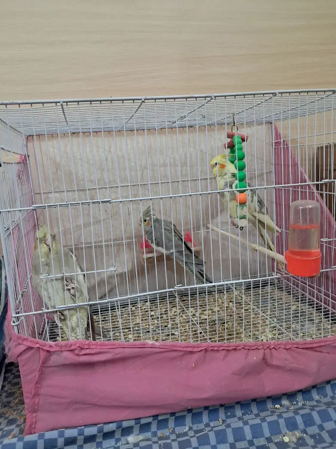 ۲تا آهوی نرماده ویک دوکت نرماده آلبینو جفتم دارم|پرنده|مشهد, نوید|دیوار