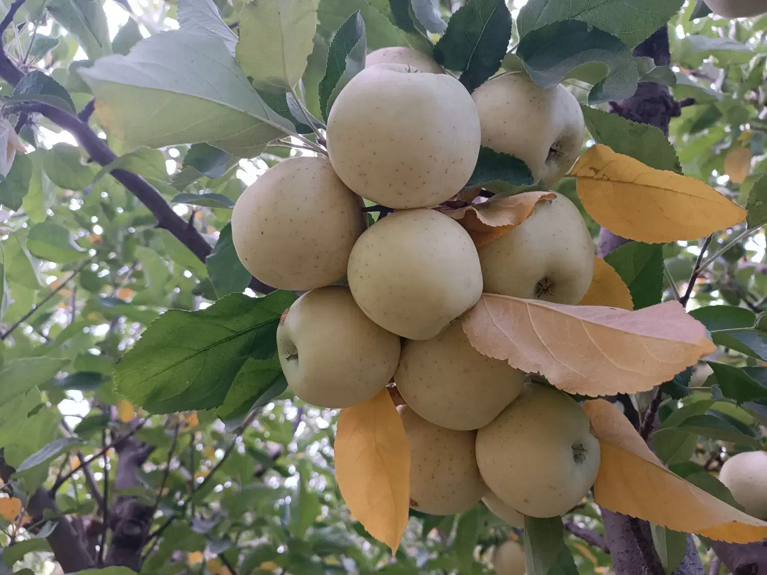 باغ جوان ومثمر|فروش زمین و ملک کلنگی|نهاوند, |دیوار