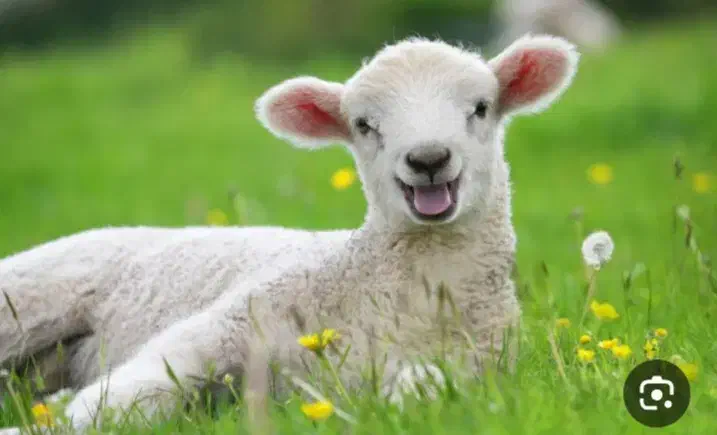 پاک کردن کله پاچه|خوردنی و آشامیدنی|گنبد کاووس, |دیوار