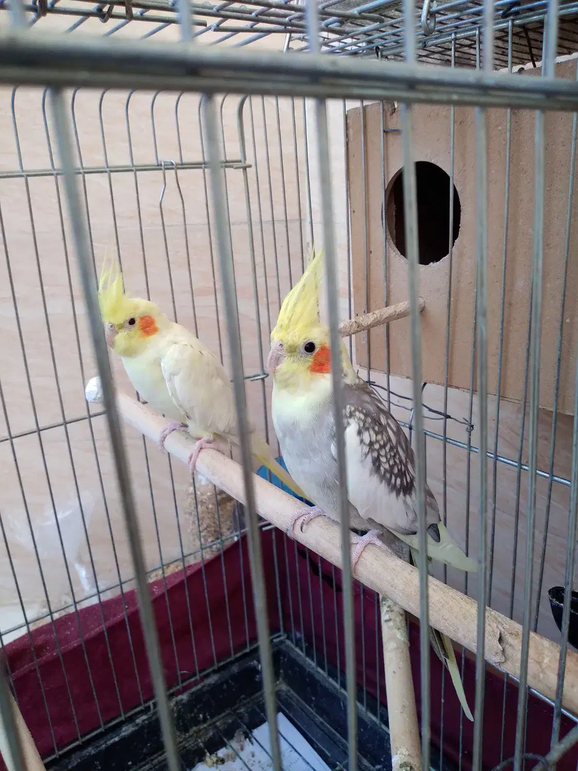 عروس هلندی|پرنده|رباطکریم, رباطکریم|دیوار