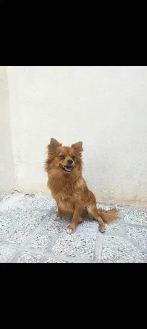 فروش دو سگ نر و ماده|سگ|شیراز, طلاب|دیوار