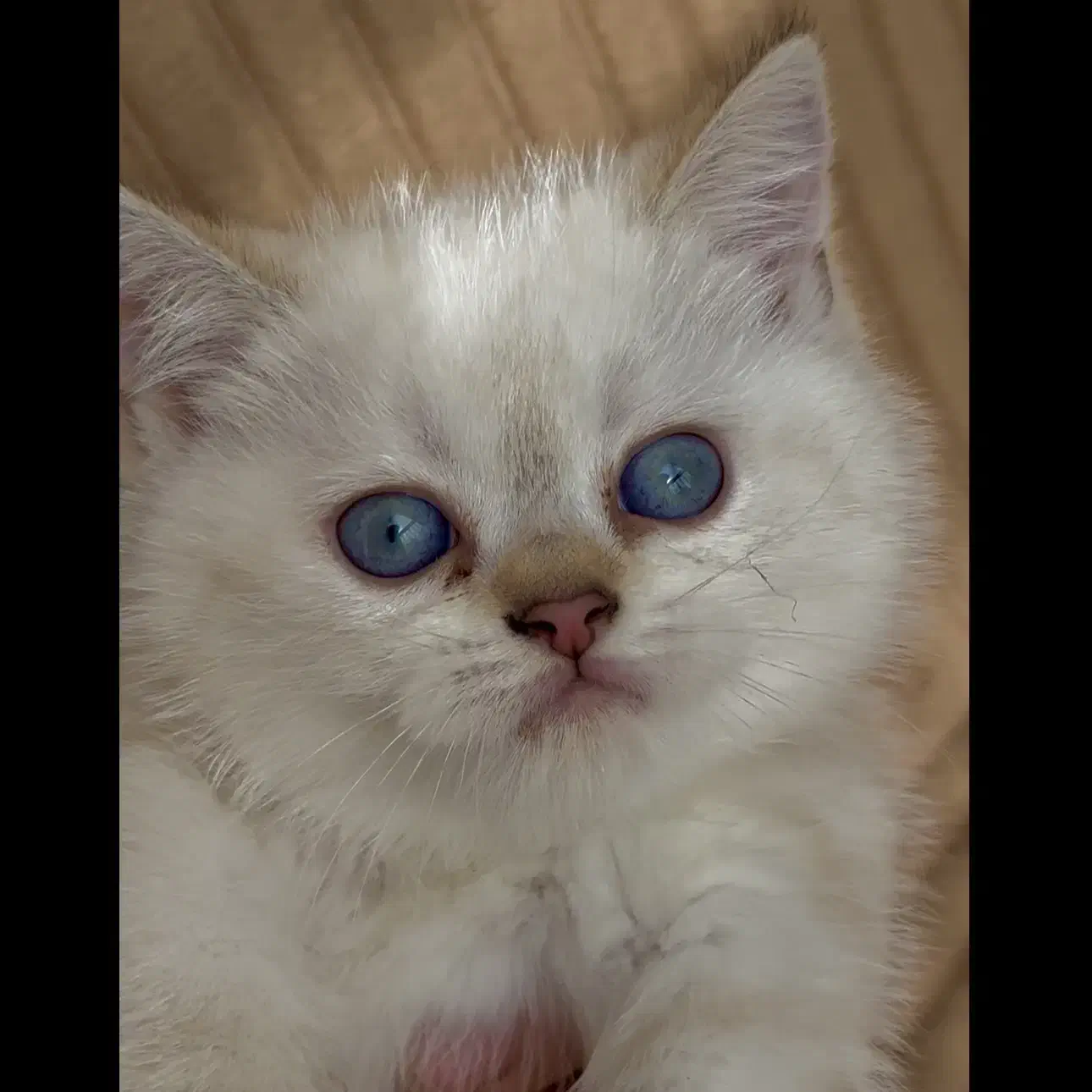 گربه بریتیش|گربه|تهران, سعادت‌آباد|دیوار