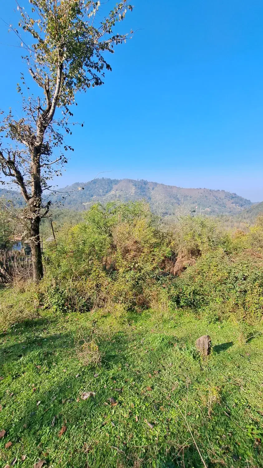 زمین باغی آینده دار /رو ارتفاع|فروش زمین و ملک کلنگی|سیاهکل, |دیوار