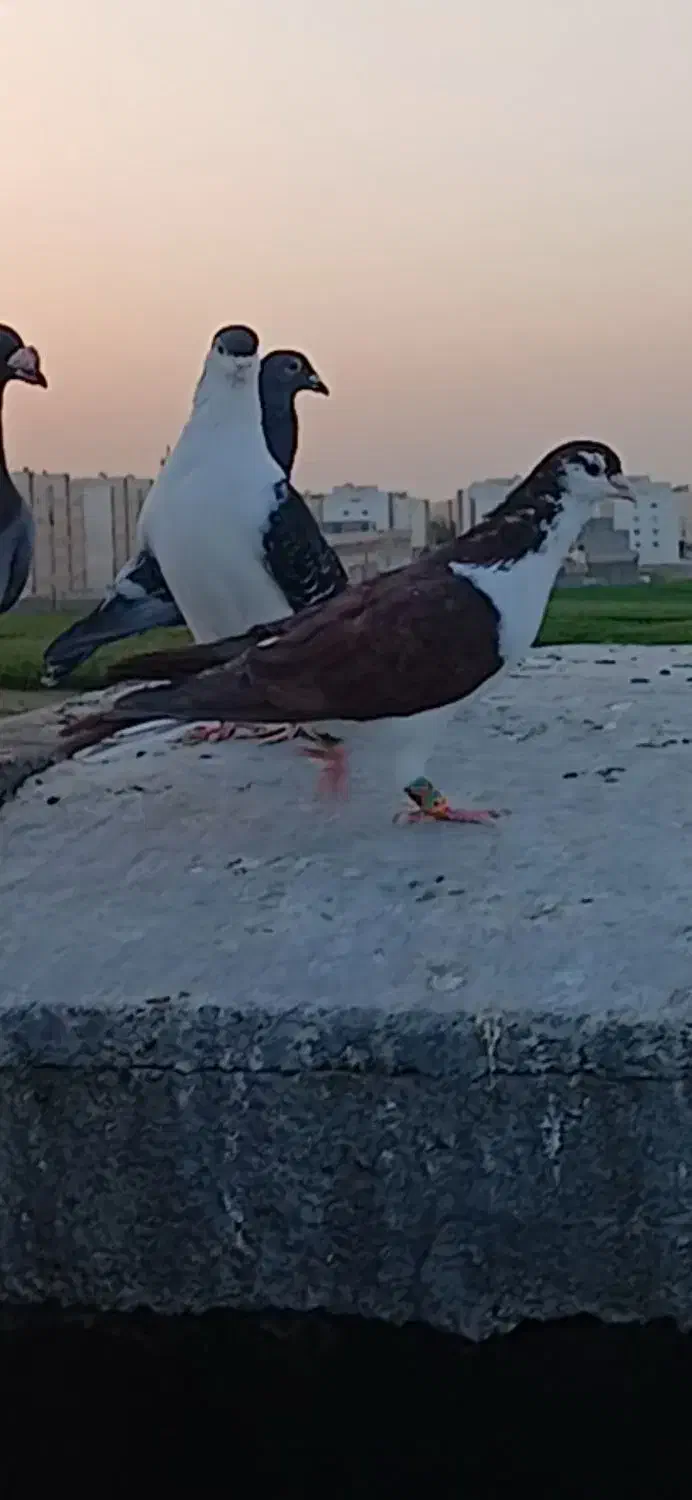 ساده سرخ دم رخ منجوق به پا گمشده منطقه طبرسی|حیوانات|مشهد, طبرسی شمالی|دیوار