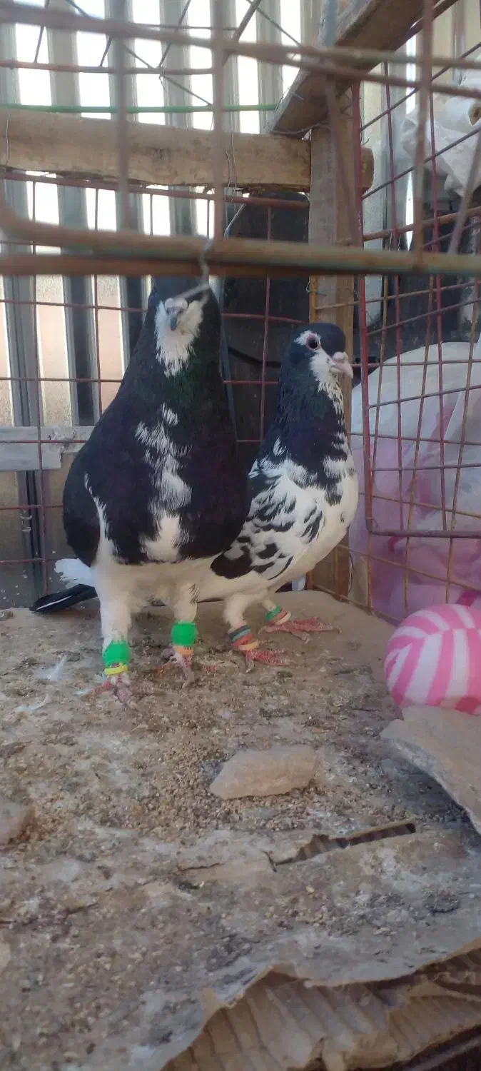 کفترفروشی|پرنده|زبرخان, |دیوار