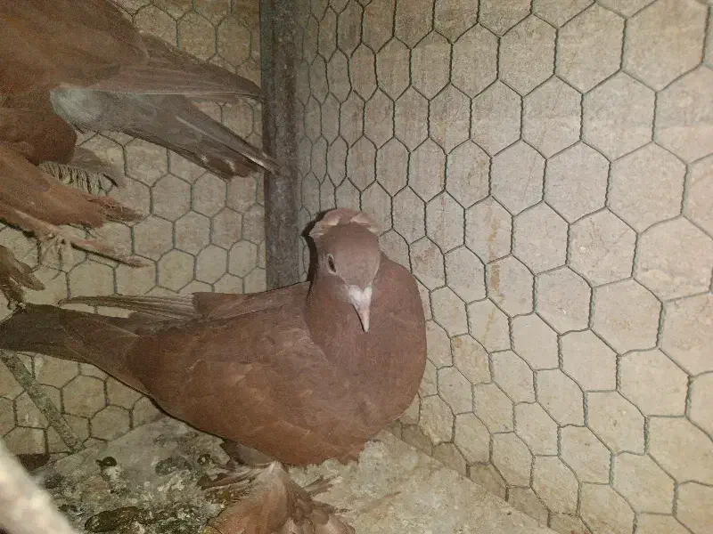 کبوتر کفتر راعبی|پرنده|قم, نیروگاه|دیوار