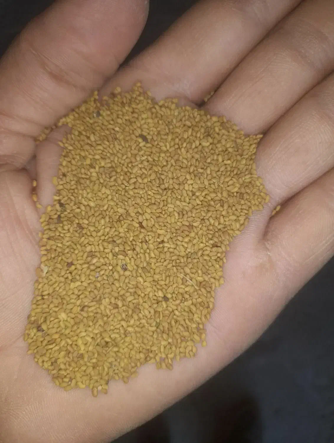 بذر یونجه اصلاح شده 99%|عمده‌فروشی|شیراز, آبیاری|دیوار