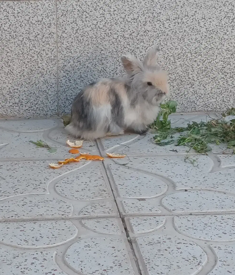 خرگوش لوپ|موش و خرگوش|قهدریجان, |دیوار