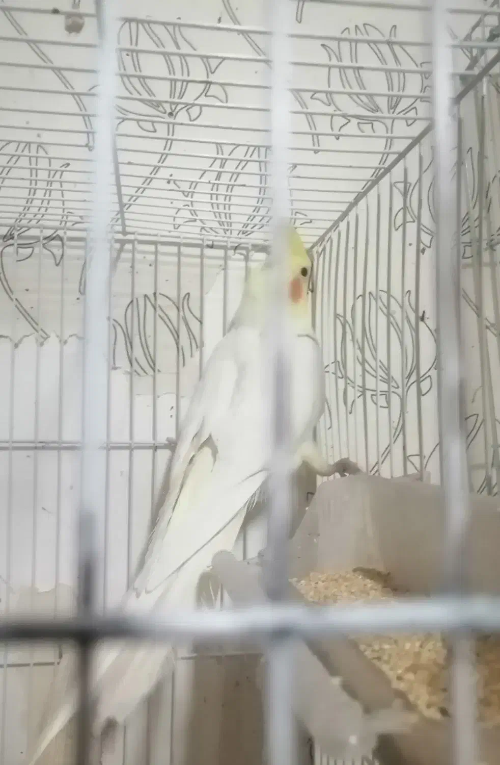 عروس هلندی ماده لوتینو ونر سیاموند|پرنده|مشهد, امیرآباد|دیوار