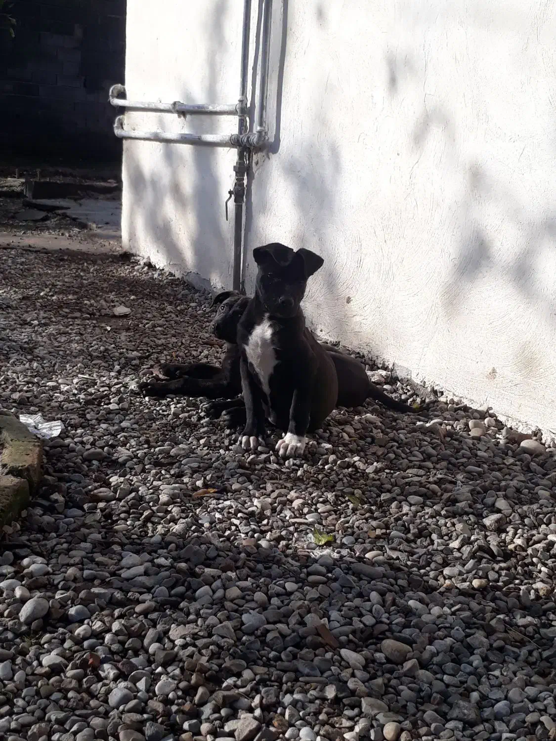 فروش پیتبول نرو ماده اصیل وارداتی|سگ|قائم‌شهر, |دیوار